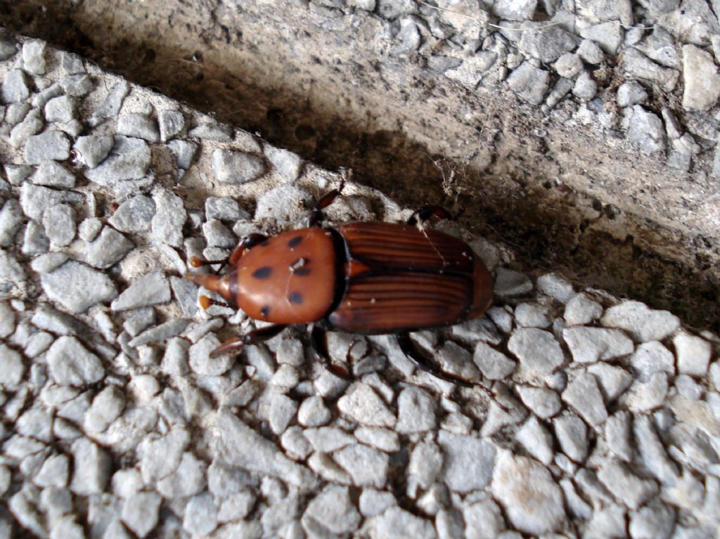 Rhynchophorus ferrugineus